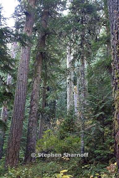 old growth mcquade creek graphic